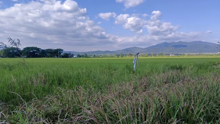 ใช่ ที่ดินเปล่า ที่นาถมแล้วบางส่วน รูปที่ 3