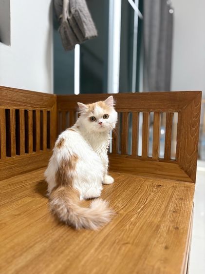 แมวเปอร์เซีย เพศผู้