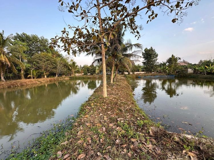 ใช่ บ้านพร้อมที่ดิน4ไร่35ตารางวา รูปที่ 3