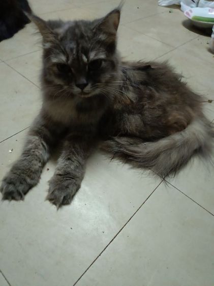 เปอร์แท้รับเองลดได้ค่ะ รูปที่ 4