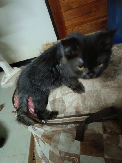 เปอร์แท้รับเองลดได้ค่ะ รูปที่ 11