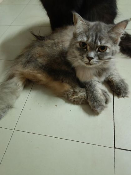 เปอร์แท้รับเองลดได้ค่ะ รูปที่ 3