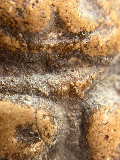 พระขุนแผน ขี่โหงพราย อุ้มกุมาร หลวงพ่อกวย วัดโฆสิตาราม จ.ชัยนาจ เนื้อดิน(046) รูปที่ 10