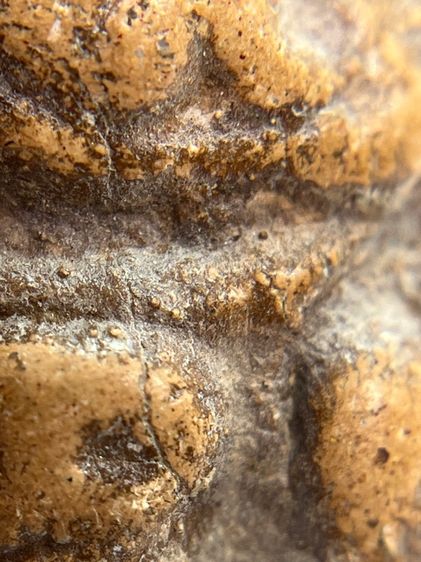 พระขุนแผน ขี่โหงพราย อุ้มกุมาร หลวงพ่อกวย วัดโฆสิตาราม จ.ชัยนาจ เนื้อดิน(046) รูปที่ 7