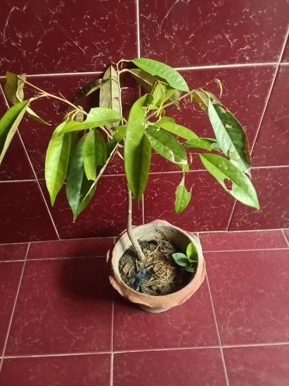 ต้นทุกเรียนหมอนทอง รูปที่ 6