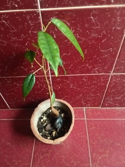 ต้นทุกเรียนหมอนทอง รูปที่ 2