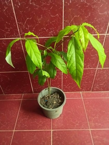 ต้นทุกเรียนหมอนทอง