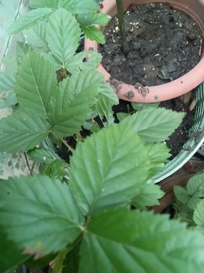 ต้นแบค์เบอร์รี่ รูปที่ 2