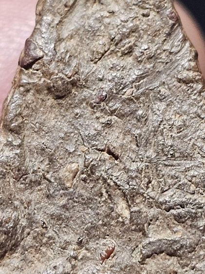 พระนางพญาพิมพ์สังฆาติ รูปที่ 14