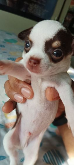 ชิวาวา(แท้) สีช็อค-ขาว-ดำ 2 ด.ชาย2 - หญิง6 โทร. 0988259753 รูปที่ 7