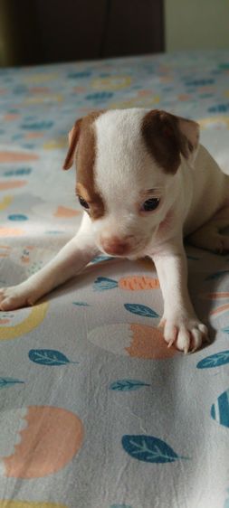 ชิวาวา (Chihuahua) เล็ก ชิวาวา(แท้) สีช็อค-ขาว-ดำ 2 ด.ชาย2 - หญิง6 โทร. 0988259753
