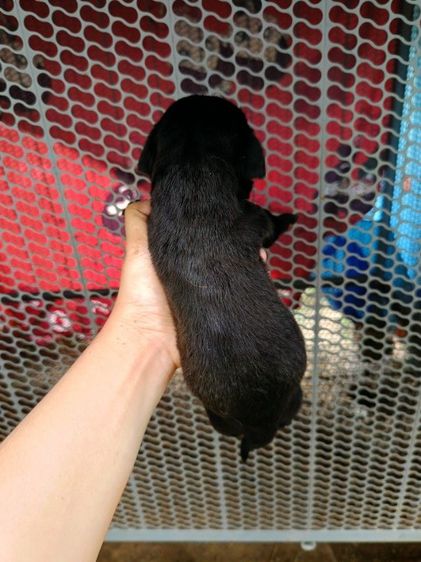 ลาบาดอร์แท้แน่นอน รูปที่ 4