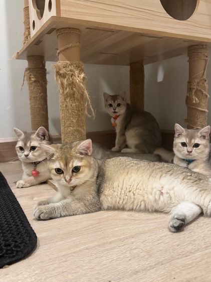 แมว บริทิช ชอทแฮร์ รูปที่ 4