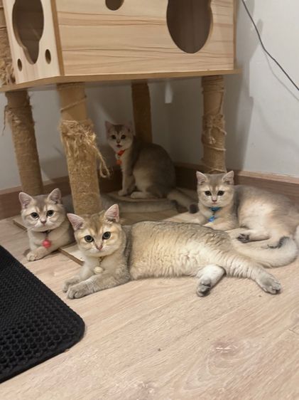 แมว บริทิช ชอทแฮร์ รูปที่ 8