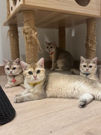 แมว บริทิช ชอทแฮร์ รูปที่ 3