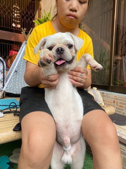 ปั๊กสีขาว