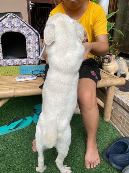 ปั๊กสีขาว รูปที่ 3