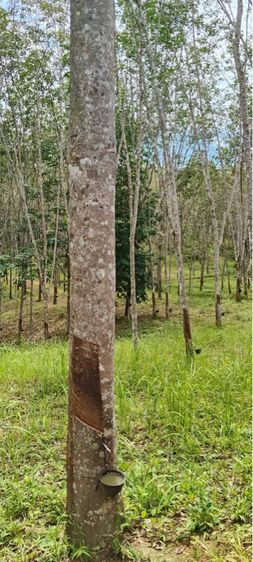 ที่ดินสวนยางพารา12ไร่ รูปที่ 4