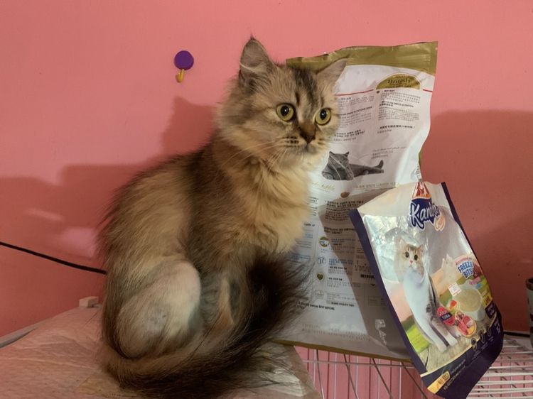 แมวสก็อตติช ผญ อายุ 1 ปี ผช 8 เดือน  รูปที่ 6