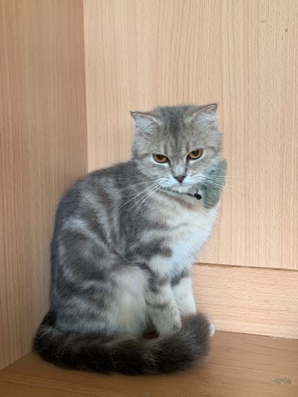 สก็อตติช โฟลด์ (Scottish Fold) แมวสก็อตติช ผญ อายุ 1 ปี ผช 8 เดือน 