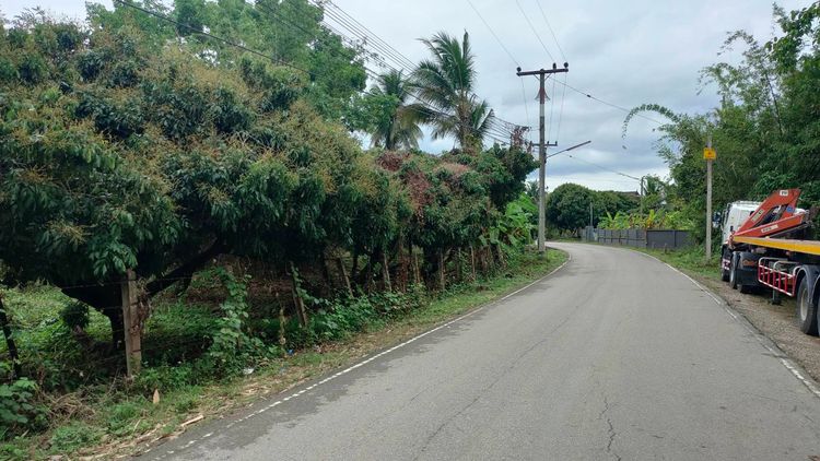 ห่างถนนเลี่ยงเมืองสันป่าตอง-หางดงเพียง 5 นาที ขายด่วนสวนลำไยบ้านเด่น ต.บ้านแม อ.สันป่าตอง จ.เชียงใหม่ รูปที่ 3