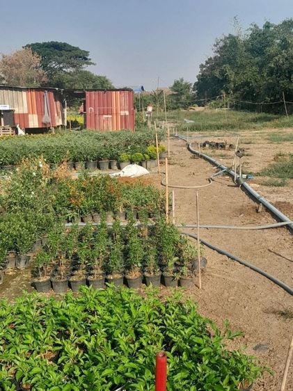 ขายที่ดินพร้อมสิ่งปลูกสร้าง ทำเลทอง 2-2-5.5 ตร.ว ติดถนนกาญจนาภิเษก อ.บางใหญ่ นนทบุรี หลังโรงถ่ายกันตนา บางใหญ่ รูปที่ 4