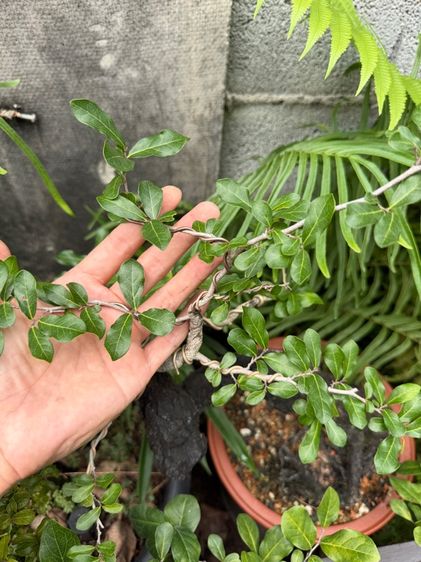 บอนไซตะโก รูปที่ 13