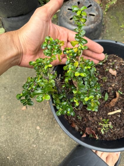 บอนไซตะโก รูปที่ 9