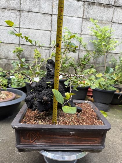 บอนไซตะโก รูปที่ 4