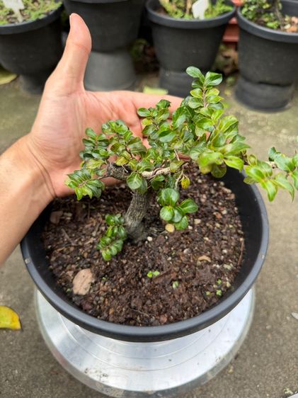 บอนไซตะโก รูปที่ 10