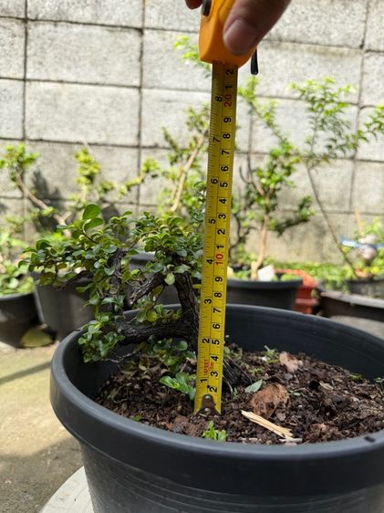 บอนไซตะโก รูปที่ 11