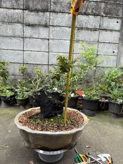 บอนไซตะโก รูปที่ 6