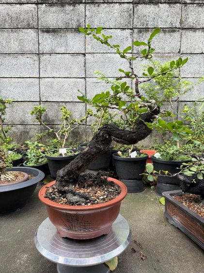 ต้นไม้จริง บอนไซตะโก