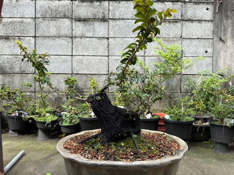 บอนไซตะโก รูปที่ 5