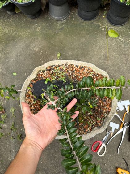 บอนไซตะโก รูปที่ 7