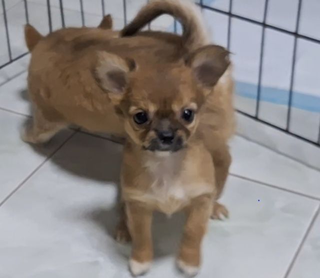 ชิวาวาขนยาวเด็กหญิง