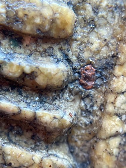 พระสมเด็จวัดระฆังพิมพ์เจดีย์ใหญ่เนื้อเทียนชัย รูปที่ 12