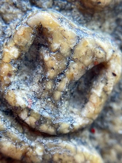 พระสมเด็จวัดระฆังพิมพ์เจดีย์ใหญ่เนื้อเทียนชัย รูปที่ 16