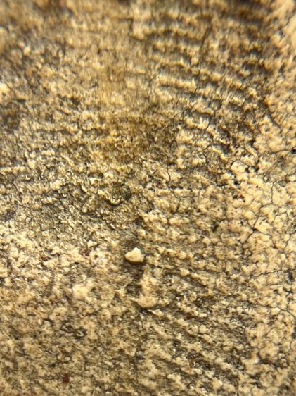 พระสมเด็จพิมพ์ ขุนอินท์พิมพ์ไสยาสน์ ไม่ตัดขอบเนื้อหาเก่าสวยเป็นธรรมชาติ(052) รูปที่ 11