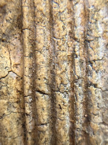 พระสมเด็จพิมพ์ ขุนอินท์พิมพ์ไสยาสน์ ไม่ตัดขอบเนื้อหาเก่าสวยเป็นธรรมชาติ(052) รูปที่ 9