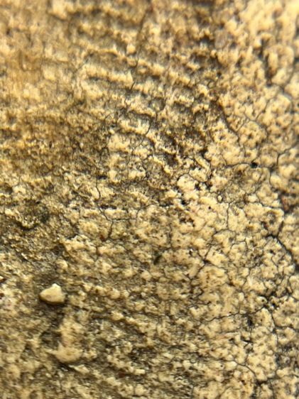 พระสมเด็จพิมพ์ ขุนอินท์พิมพ์ไสยาสน์ ไม่ตัดขอบเนื้อหาเก่าสวยเป็นธรรมชาติ(052) รูปที่ 14