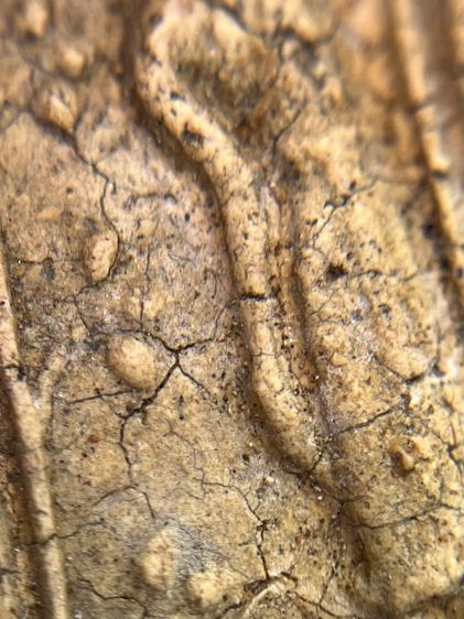 พระสมเด็จพิมพ์ ขุนอินท์พิมพ์ไสยาสน์ ไม่ตัดขอบเนื้อหาเก่าสวยเป็นธรรมชาติ(052) รูปที่ 17