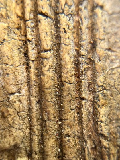 พระสมเด็จพิมพ์ ขุนอินท์พิมพ์ไสยาสน์ ไม่ตัดขอบเนื้อหาเก่าสวยเป็นธรรมชาติ(052) รูปที่ 8