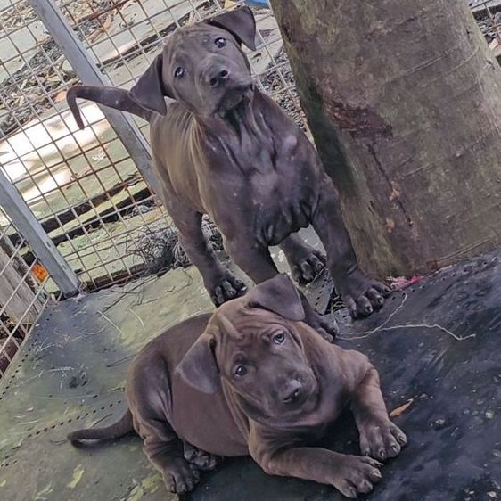 ไทยหลังอานแท้ สายเลือดดี