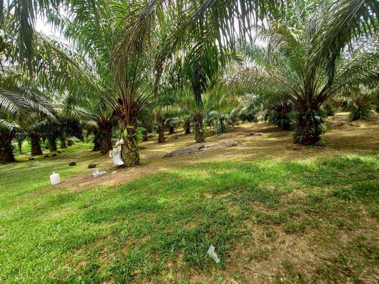 ที่ดินสวนปาล์ม รูปที่ 3