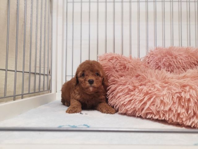 บิชองพู ไซส์ปกติ สีหายากครับ  ขนแน่นมาก รูปที่ 4