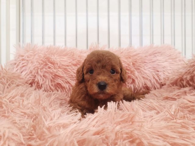 บิชองพู ไซส์ปกติ สีหายากครับ  ขนแน่นมาก รูปที่ 3