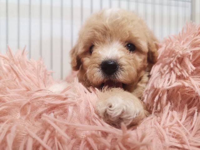 บิชองพู ไซส์ปกติ สีหายากครับ  ขนแน่นมาก รูปที่ 7