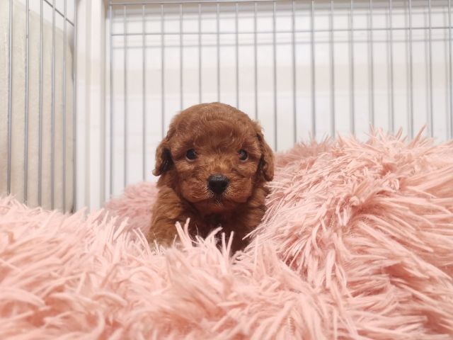 บิชองพู ไซส์ปกติ สีหายากครับ  ขนแน่นมาก รูปที่ 6