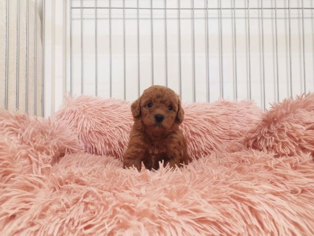 บิชองพู ไซส์ปกติ สีหายากครับ  ขนแน่นมาก รูปที่ 2